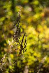 colorful tree leaves in sunny autumn in nature
