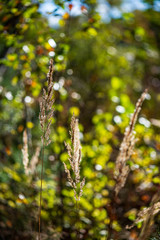 colorful tree leaves in sunny autumn in nature