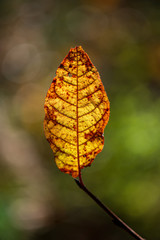 colorful tree leaves in sunny autumn in nature