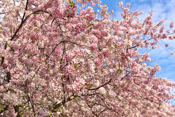 Pink and white blossoms of a sakura cherry prunus tree