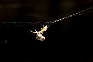 Hunting spider. Spider wrapping its prey in silk. Dark nature background. Hunt: common housefly.
