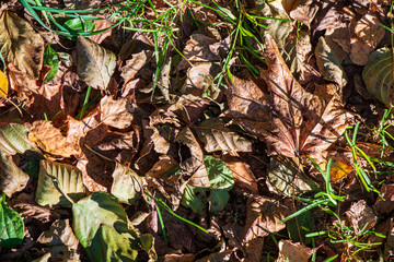 colorful tree leaves in sunny autumn in nature