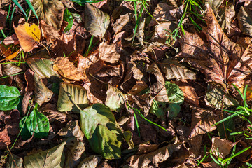 colorful tree leaves in sunny autumn in nature