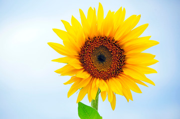 Obraz premium Sonnenblume am blauen Himmel