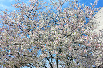 Pink and white blossoms of a sakura cherry prunus tree