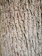 Bark