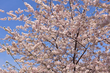 Pink and white blossoms of a sakura cherry prunus tree