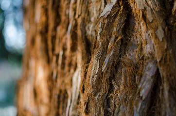 The giant sequoia (Sequoiadendron giganteum) trunk bark. Close up. Selective focus. © I_love_life