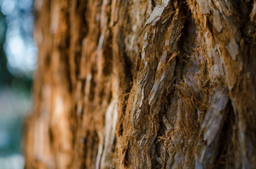 The giant sequoia (Sequoiadendron giganteum) trunk bark. Close up. Selective focus.