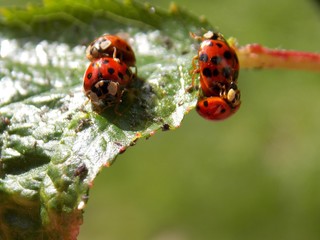 lots of ladybug on leaf and aphids