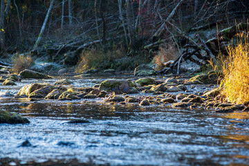 scenic river view landscape of forest rocky stream with trees on the shores