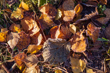 colorful tree leaves in sunny autumn in nature