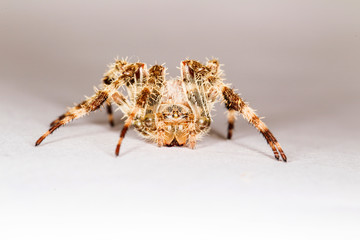 Spider macro photo. Detail photo. Nature background. 