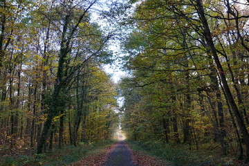 chemin de marche dans la Forêt Domaniale de Vouillé-Saint-Hilaire