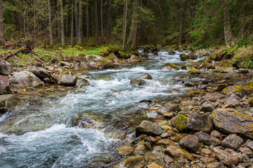 scenic river view landscape of forest rocky stream with trees on the shores