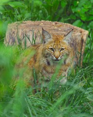 Bobcat