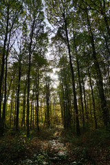 Obraz premium Forêt Domaniale de Vouillé-Saint-Hilaire