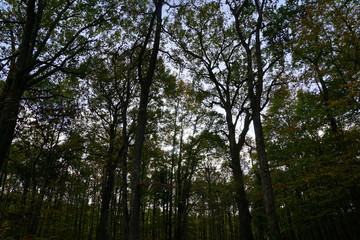 Obraz premium Forêt Domaniale de Vouillé-Saint-Hilaire