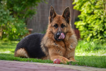 This is a view of bitch of german shepherd named Sara.