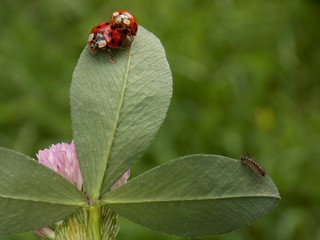 Two ladybug on the list in love