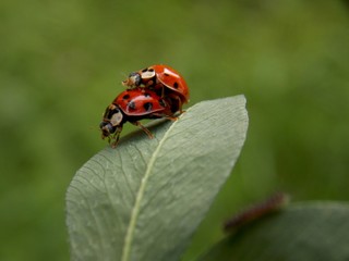 Two ladybug on the list in love