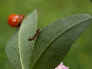 A little caterpillar on the list
