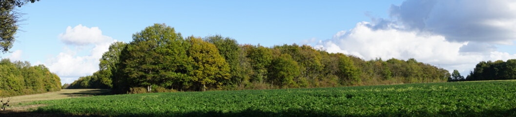 Fototapeta na wymiar panorama de la Forêt Domaniale de Vouillé-Saint-Hilaire