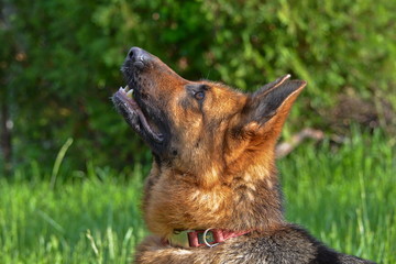 This is a view of bitch of german shepherd named Sara.