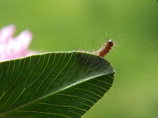 A little caterpillar on the list