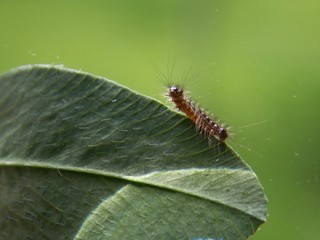 A little caterpillar on the list