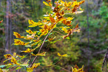 colorful tree leaves in sunny autumn in nature