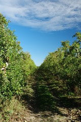 Plantation dans un verger