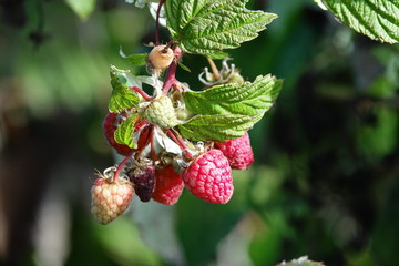 framboises sur un framboisier