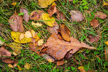 colorful tree leaves in sunny autumn in nature