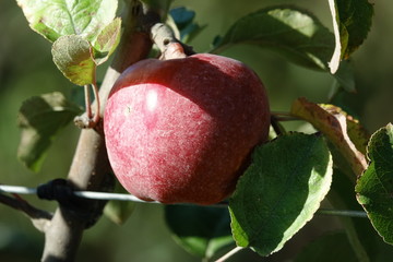 Pomme rouge