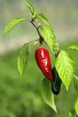 Piments rouge et vert