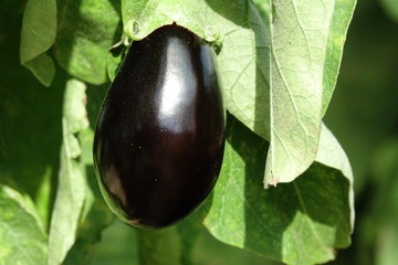 Aubergine mûre