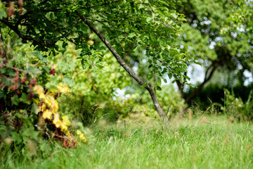 Obraz premium colorful tree leaves in sunny autumn in nature