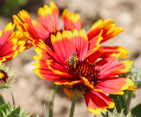 Bee posing on a beautiful flower 