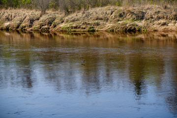 riverside shore in spring with scenic trees and green pastures