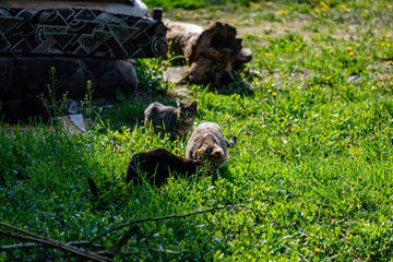 small kittens playing in green grass. summer
