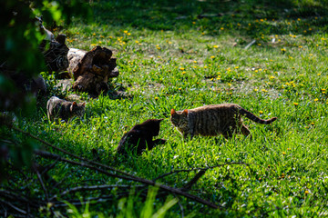 small kittens playing in green grass. summer
