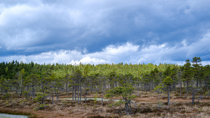 swamp landscape in spring with small pine trees