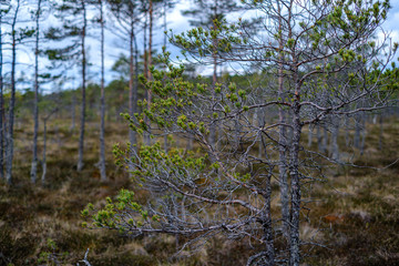 swamp landscape in spring with small pine trees