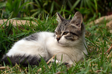 Fototapeta premium cute litle kitten lying on the grass looking