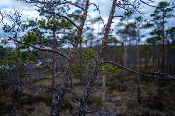 swamp landscape in spring with small pine trees
