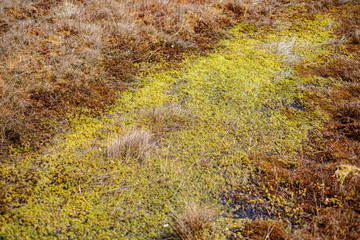 swamp landscape in spring with small pine trees