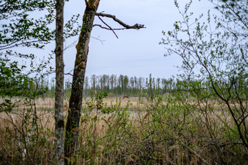 fresh green forest in spring with trees