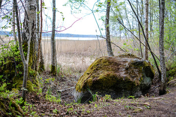 fresh green forest in spring with trees