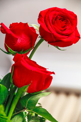 Three red rose flower buds and petals from a vase